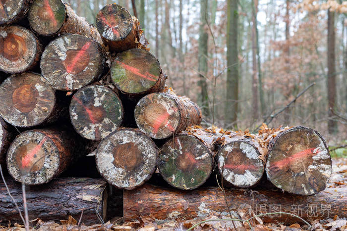 森林里木头树干上的霉菌木头堆放冬天的季节