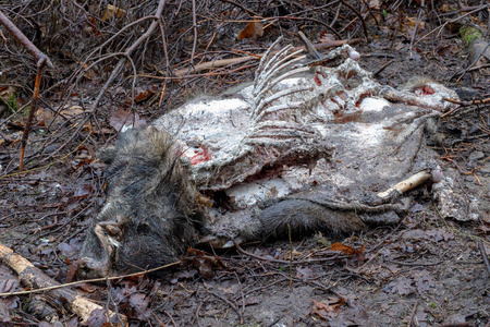 死了的哺乳动物图片