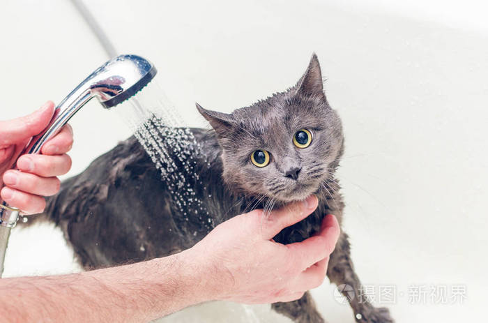 在浴室里给一只灰色的猫洗澡