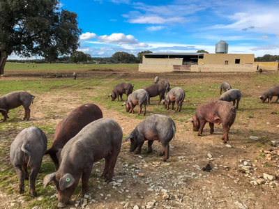 一群伊比利亚猪在西班牙的农场里吃草,在牧场上吃冬青木橡树,蓝天白云