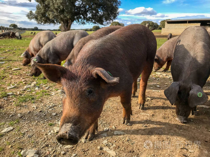 一群伊比利亚猪在西班牙的农场里吃草，在牧场上吃冬青木橡树，蓝天白云