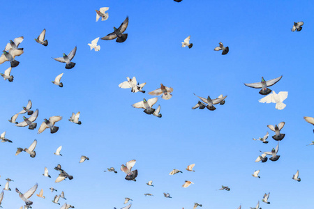 鸽子群图片