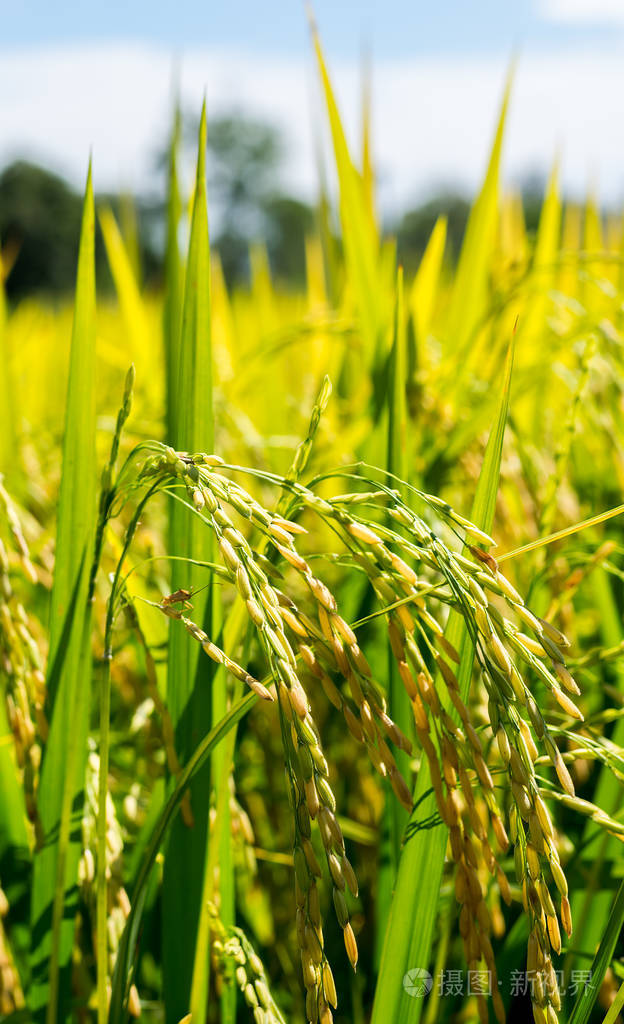 关闭稻田照片-正版商用图片17b4te-摄图新视界