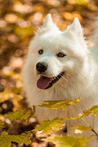 狗种有花纹的哈士奇。漂亮的大白狗。秋天森林里长着白毛的狗