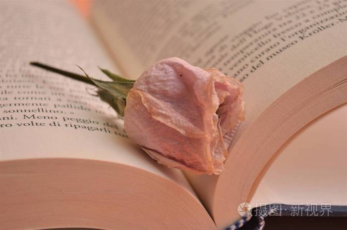 文化教育大学图书馆书上的粉红色玫瑰花