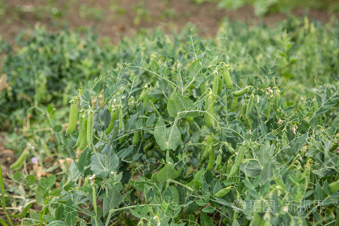 选择性关注新鲜明亮的绿色豌豆荚在花园中的豌豆植物上在户外种植豌豆