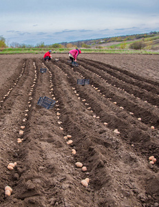 土豆放在盒子里种植。早春在村子里的土地上种土豆，在田里种一种手工犁。