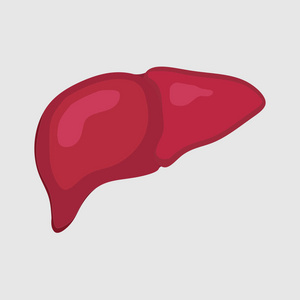 健康肝脏人体健康医学身体研究科学生物学平式矢量图像