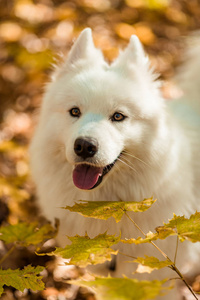 狗种有花纹的哈士奇。 漂亮的大白狗。 秋天森林里长着白毛的狗