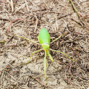 螳螂看着相机. 螳螂昆虫捕食者.照片