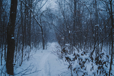 冬季自然景观冬季霜冻树顶。 冬天背景霜冻的枝条，冬天的树木在降雪下。 冬季森林背景冬季树梢覆盖着霜冻。 白雪皑皑的冬天