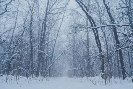 冬季自然景观冬季霜冻树顶。 冬天背景霜冻的枝条，冬天的树木在降雪下。 冬季森林背景冬季树梢覆盖着霜冻。 白雪皑皑的冬天