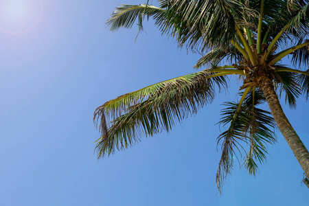 热带天堂椰子棕榈蓝天斯里兰卡旅行目的地2019年