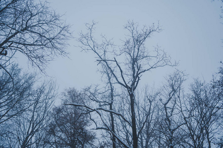 冬季自然景观冬季霜冻树顶。 冬天背景霜冻的枝条，冬天的树木在降雪下。 冬季森林背景冬季树梢覆盖着霜冻。 白雪皑皑的冬天