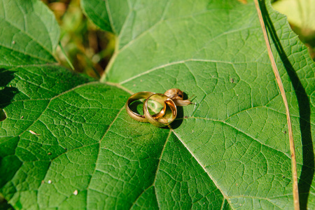 金色结婚戒指和蜗牛在绿叶上