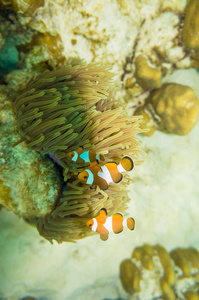 珊瑚礁小丑鱼橙白鱼