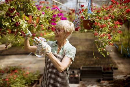 幸福的资深花店女士的肖像，站在大花园里用喷雾器