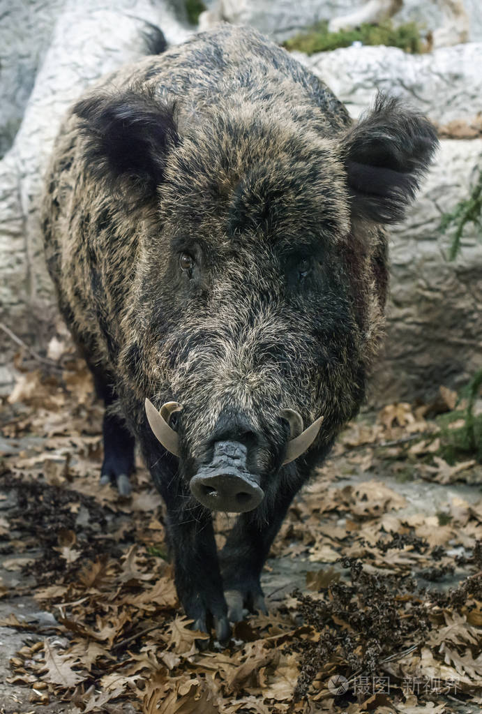 野猪粘在叶子上野猪向前看着相机
