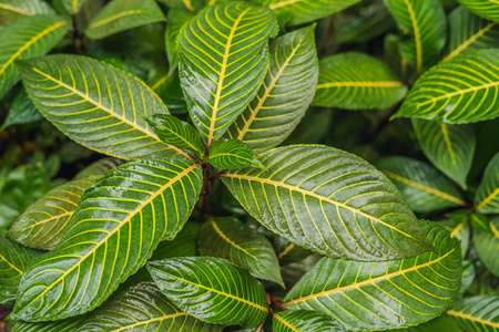 季风季节雨滴后热带植物和绿叶的抽象深绿色