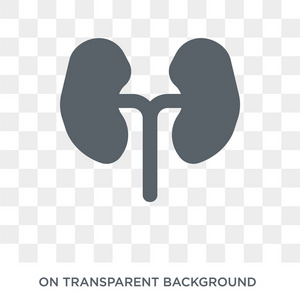 肾脏图标。 时尚的平面矢量肾脏图标透明背景从健康和医疗收集。 高品质的充满肾脏符号用于网络和移动