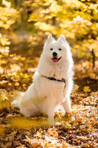 狗种有花纹的哈士奇。 秋天森林里长着白毛的狗