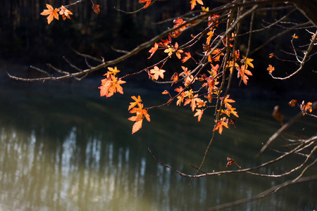 美丽的秋天森林景观反映在平静的湖面上
