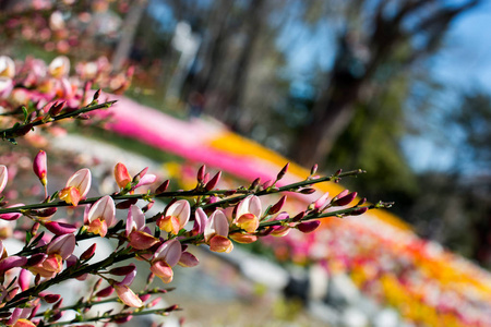 春天，五彩缤纷的花朵在树上绽放
