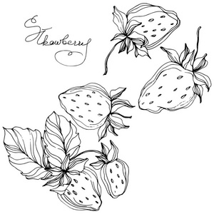 向量草莓果.黑白雕刻水墨艺术.被隔绝的草莓例证元素照片