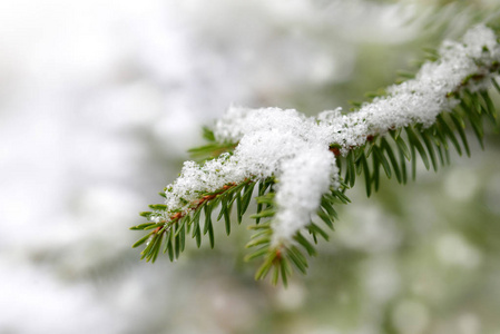 云杉树枝上的雪很近。 冬季自然背景。