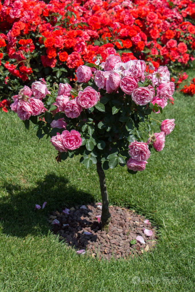 玫瑰园里有粉红色玫瑰的玫瑰树