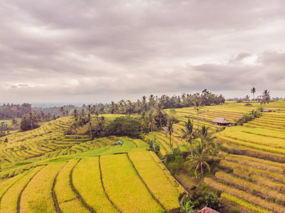 从农村绿地的绿色稻田飞行无人机与水稻生长的植物的空中顶部视图照片。巴厘岛, 印度尼西亚