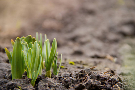 黑色地面花坛上的绿芽.照片