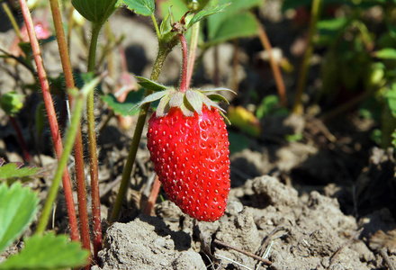 有机农场春季未成熟的草莓果实