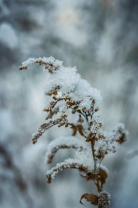 在室外寒冷的冬季，干燥的植物覆盖着雪。