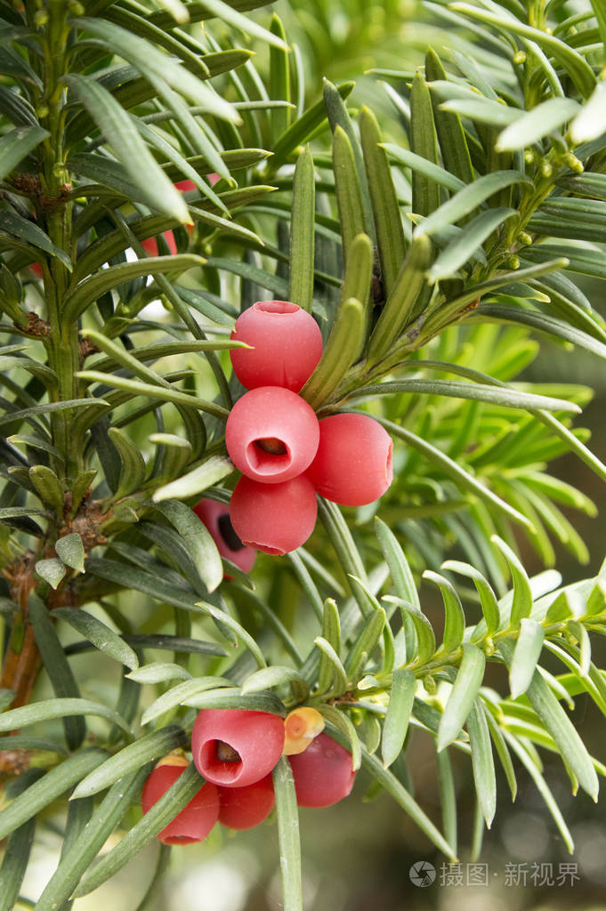 欧洲红豆杉是一种针叶灌木有毒而苦的红色成熟浆果果实