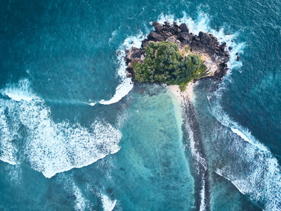 海洋鸟图。斯里兰卡