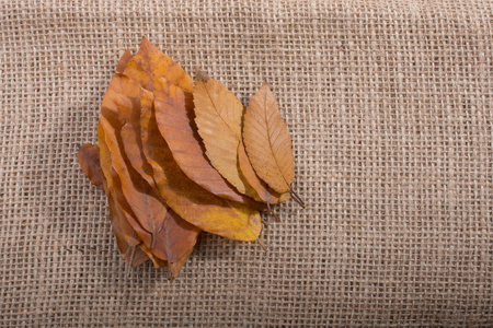 干燥的秋季落叶亚麻布帆布