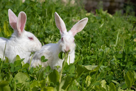 可爱的兔子坐在花园里的绿草上。 复活节的概念想法。