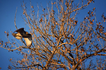 s hawk Buteo swainsoni large Buteo hawk of the Falconiformes. 