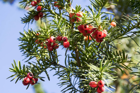 欧洲红豆杉是一种针叶灌木，有毒而苦的红色成熟浆果果实