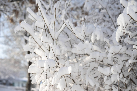 覆盖着大雪的树枝，森林背景模糊