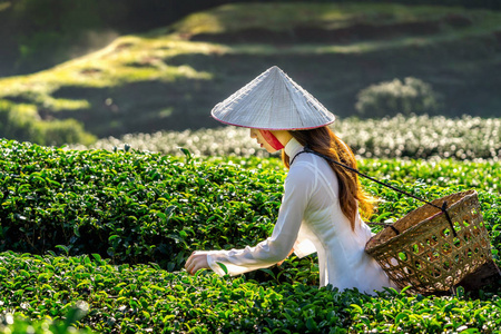 亚洲妇女穿着越南文化传统在绿茶领域。
