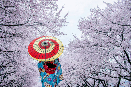 亚洲女人穿着日本传统和服,在日本春天开樱花.照片