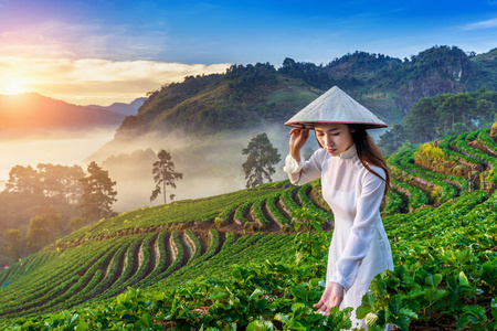 日出时在草莓园穿着越南传统文化的亚洲女人。