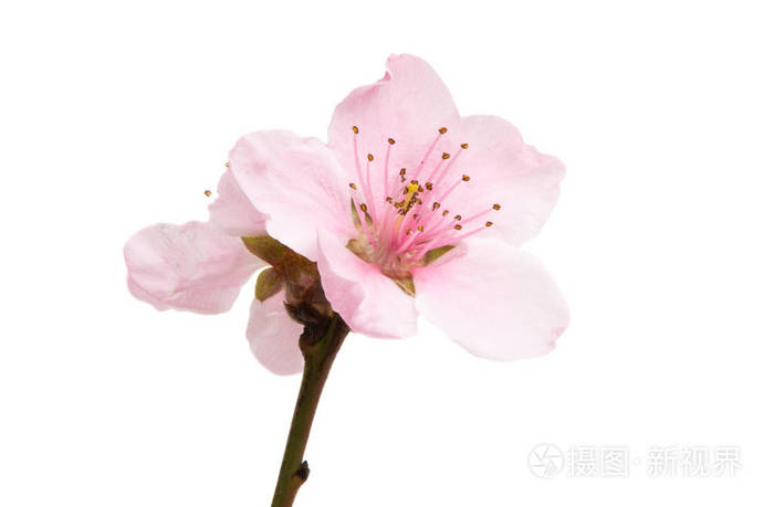 白背景上分离的樱花花