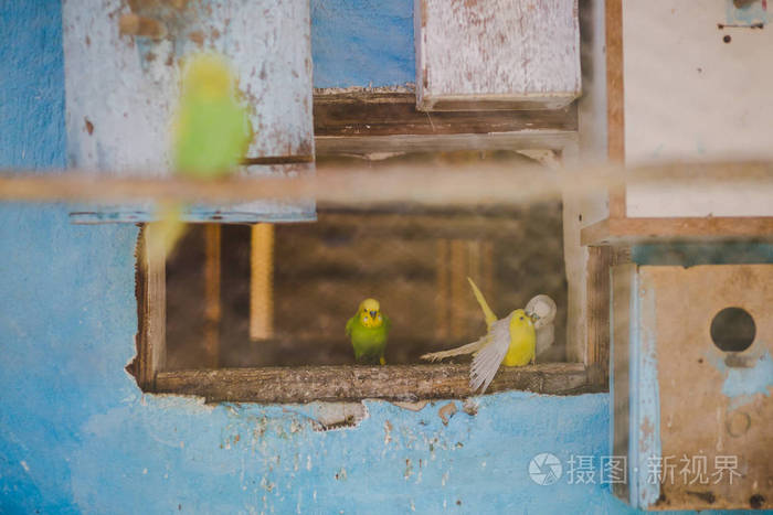 可爱的斑马鹦鹉坐在笼子里户外