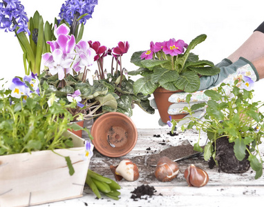 花盆由女人手捧着，放在白色背景的花园桌上