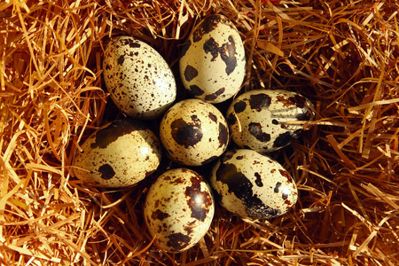 s Eggs In The Nest. Food, Holidays, Easter Concept.