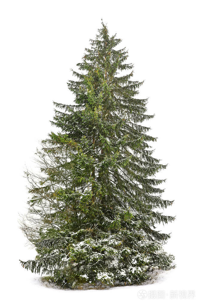 白色背景下覆盖着白雪的美丽杉木