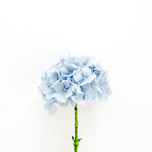 白色背景上的蓝色绣球花。 平躺顶景花卉概念。
